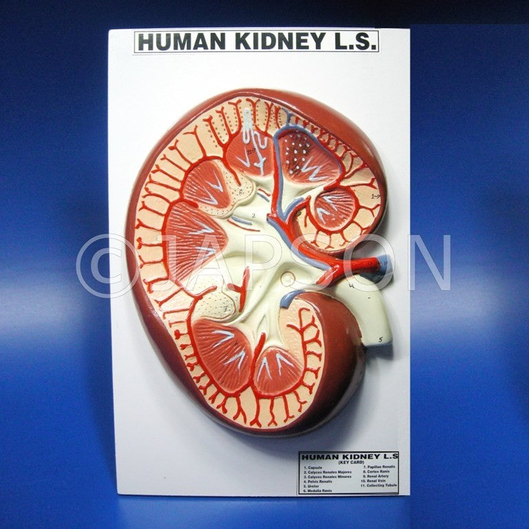Human Model - Kidney, on Board Human Model - Kidney, on Board